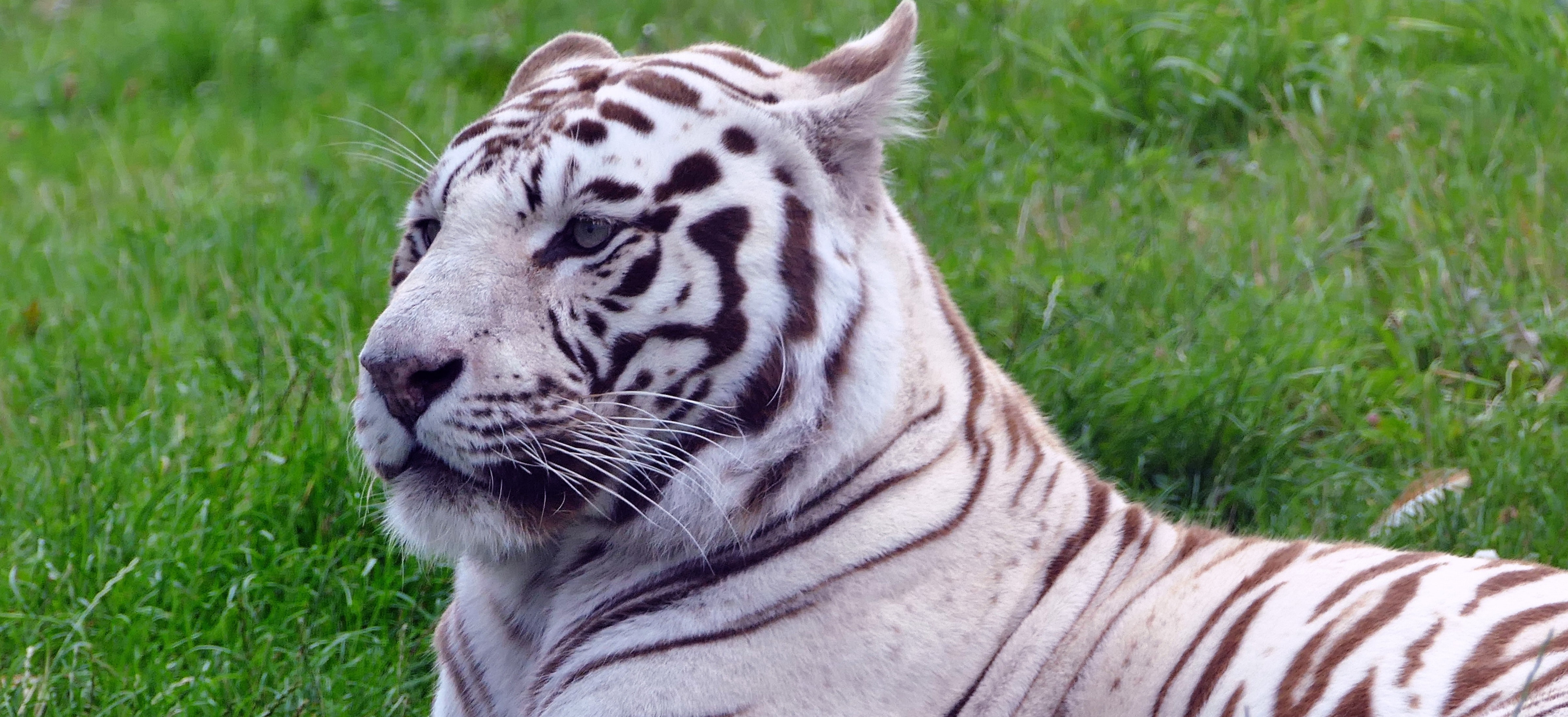 Read more about the article The Story of the White Tiger Mohini: About Mental and Emotional Cages